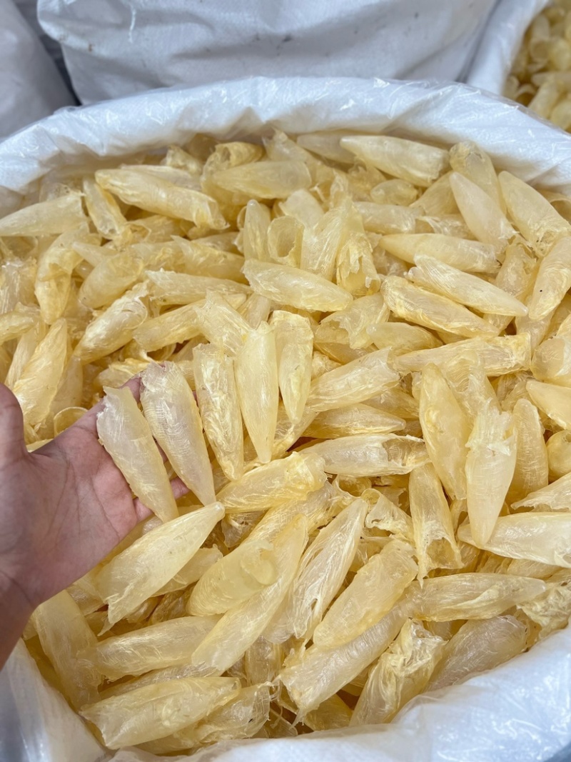 咸水黄花胶筒100-120头