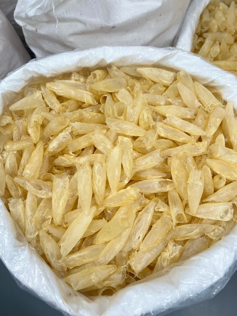 咸水黄花胶筒100-120头