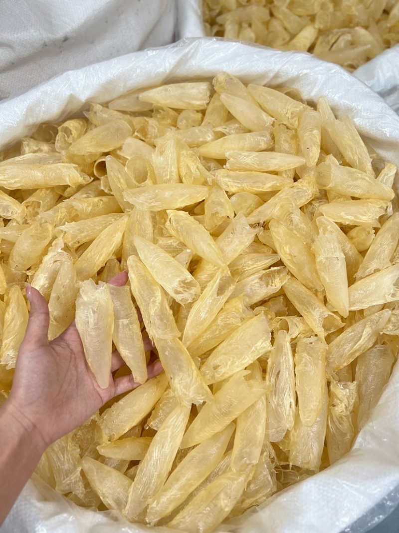 咸水黄花胶筒100-120头