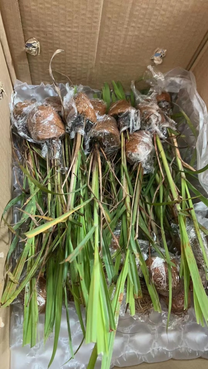 滑县果蔗脱毒甘蔗苗可视频看货诚信经营品质保证