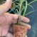 滑县果蔗脱毒甘蔗苗可视频看货诚信经营品质保证
