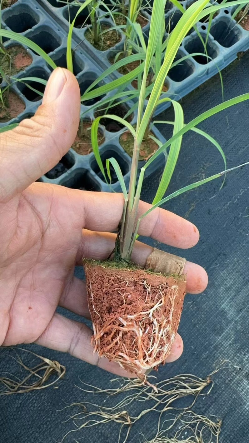 滑县果蔗脱毒甘蔗苗可视频看货诚信经营品质保证