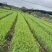 滑县果蔗脱毒甘蔗苗可视频看货诚信经营品质保证