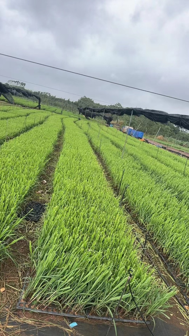 滑县果蔗脱毒甘蔗苗可视频看货诚信经营品质保证
