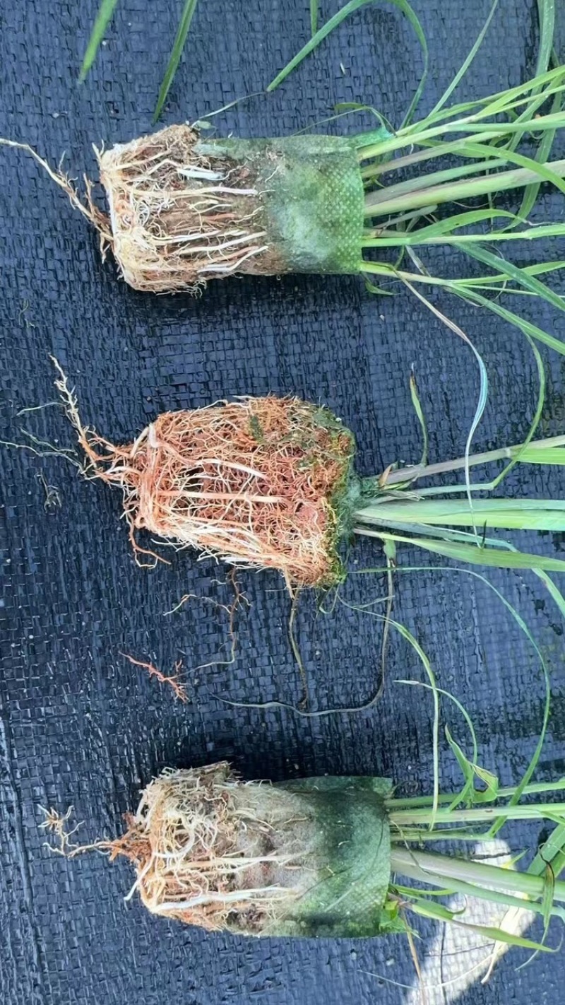 滑县果蔗脱毒甘蔗苗可视频看货诚信经营品质保证