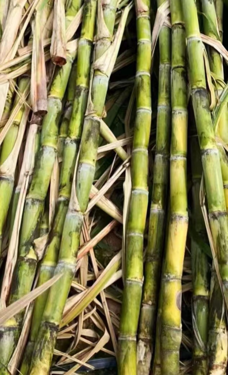 滑县果蔗脱毒甘蔗苗可视频看货诚信经营品质保证