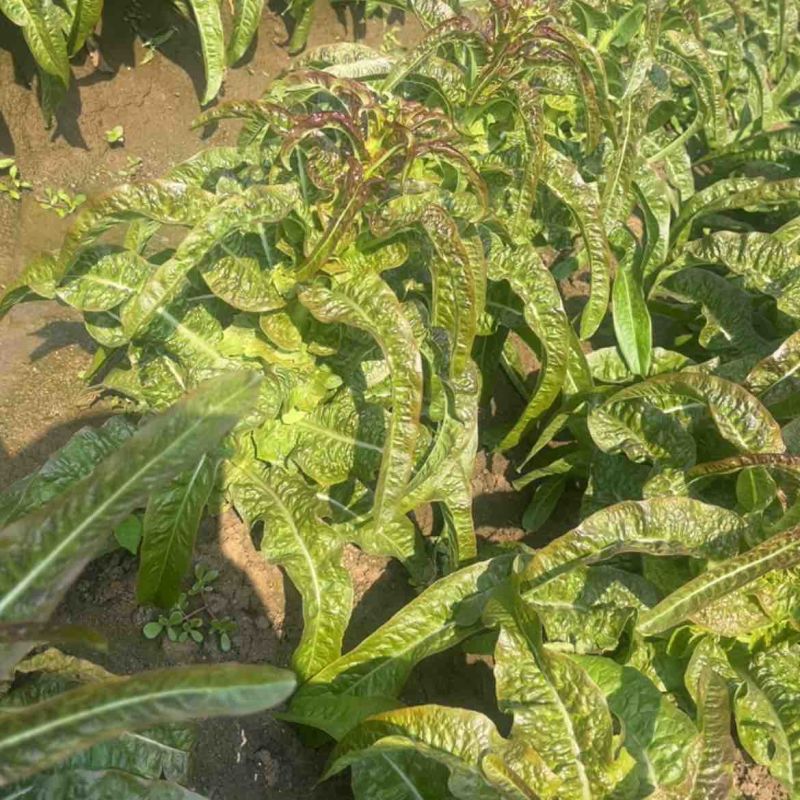 山东红叶香莴苣大量上市质量越来越好价格越来越低迷