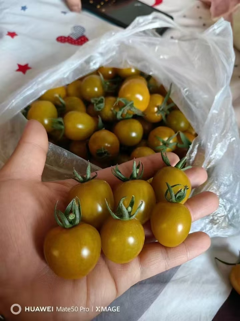 小番茄，圣女果，寿光蔬菜，产地直发，常年供应