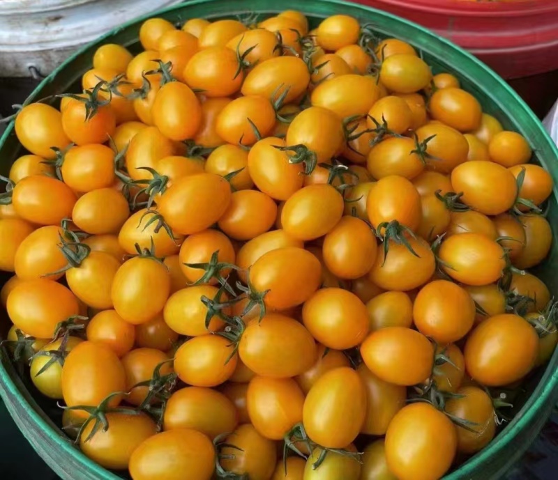 小番茄，圣女果，寿光蔬菜，产地直发，常年供应