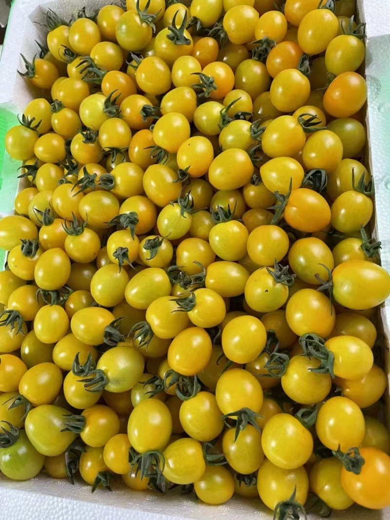 小番茄，圣女果，寿光蔬菜，产地直发，常年供应