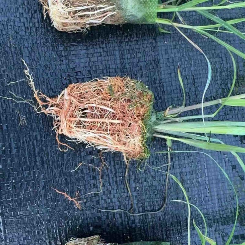 滑县果蔗脱毒甘蔗苗可视频看货诚信经营品质保证