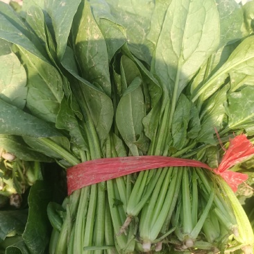 河北冷大棚菠菜大量上市叶片浓绿耐长途运输交通方便