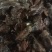 【推荐】四川蟋蟀自家养殖量大优惠欢迎咨询