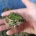 湖北荆州自己人工养殖虎斑蛙个头大小都有高活力接餐饮