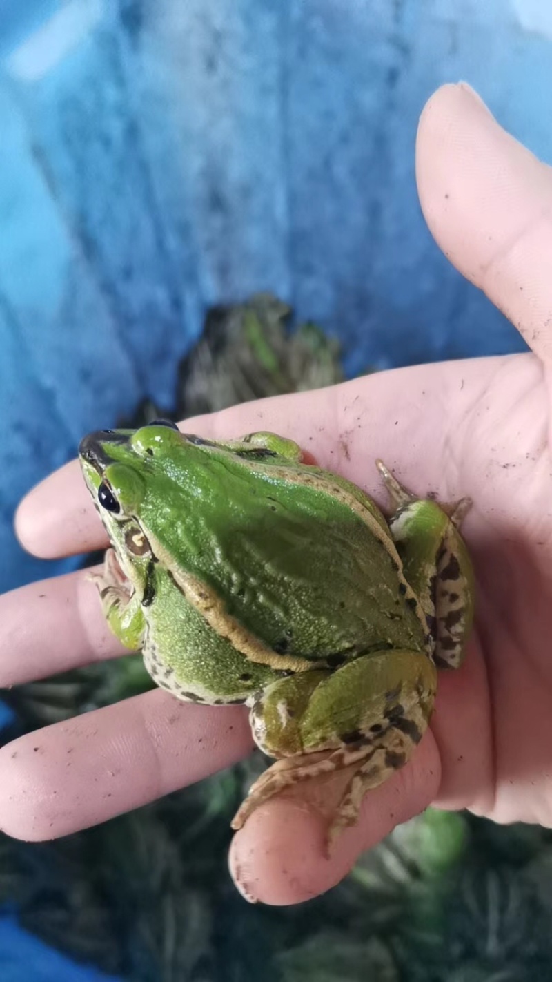 湖北荆州自己人工养殖虎斑蛙个头大小都有高活力接餐饮