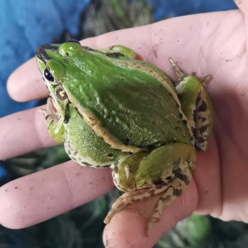 湖北荆州自己人工养殖虎斑蛙个头大小都有高活力接餐饮