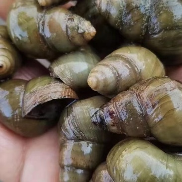 湖北无青苔薄壳大螺蛳淡水螺规格齐全产地直供欢迎咨询