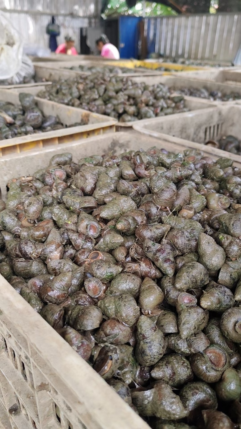 湖北无青苔薄壳大螺蛳淡水螺规格齐全产地直供欢迎咨询