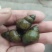 湖北无青苔薄壳大螺蛳淡水螺规格齐全产地直供欢迎咨询