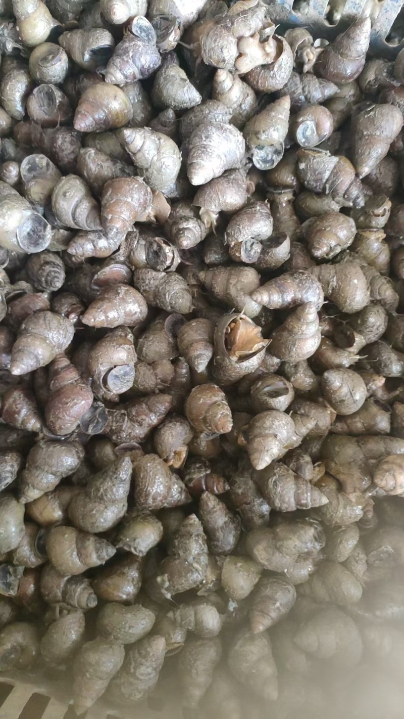 湖北无青苔薄壳大螺蛳淡水螺规格齐全产地直供欢迎咨询