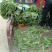 万亩基地红叶香莴笋莴苣对接全国客户保质保量货源充足