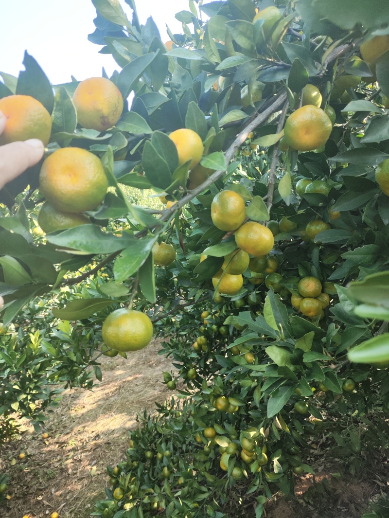 广西鹿寨，优质南风秘籍大量上市，个头口感非常的好，