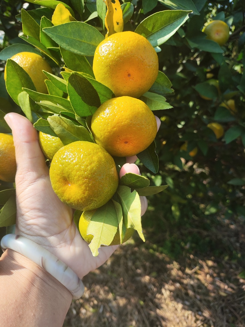 广西鹿寨，优质南风秘籍大量上市，个头口感非常的好，