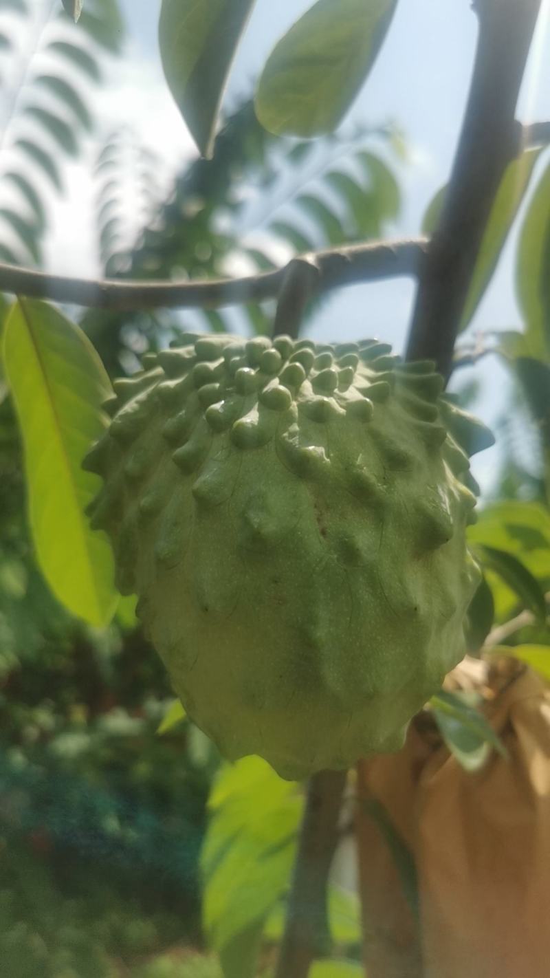 【推荐】云南凤梨释迦果产地直发可视频看货欢迎致电合作