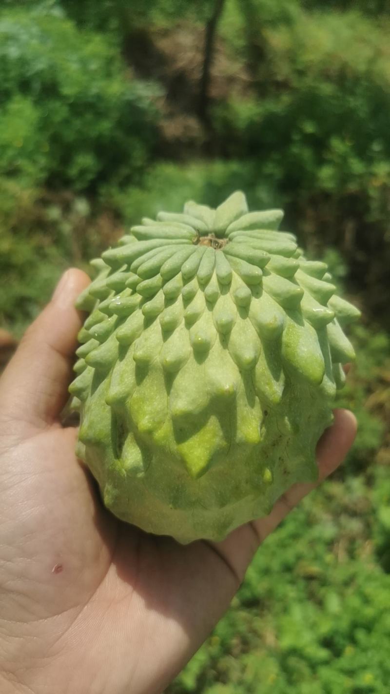 【推荐】云南凤梨释迦果产地直发可视频看货欢迎致电合作