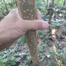 107杨树苗