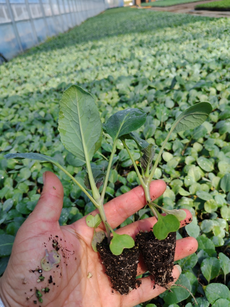 有机青梗花菜苗带土发货