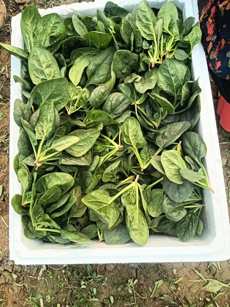 河南趴地菠菜