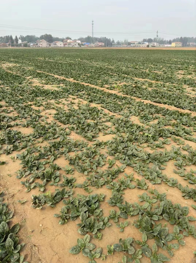 河南趴地菠菜
