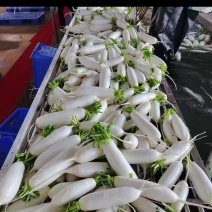 白萝卜，萝卜，韩国萝卜，条型好，颜色白…………