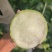 白萝卜大量上市中