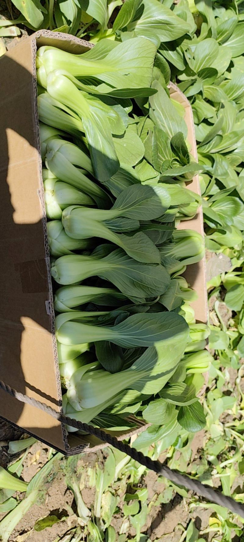 出售精品油菜