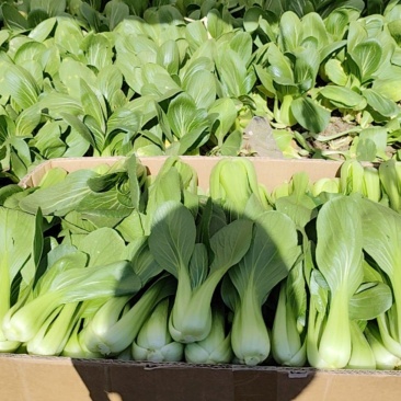 出售精品油菜