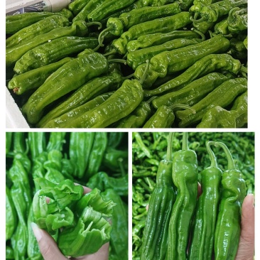 薄皮椒(芜湖椒)皮薄鲜亮产地直供一手货源代收代发