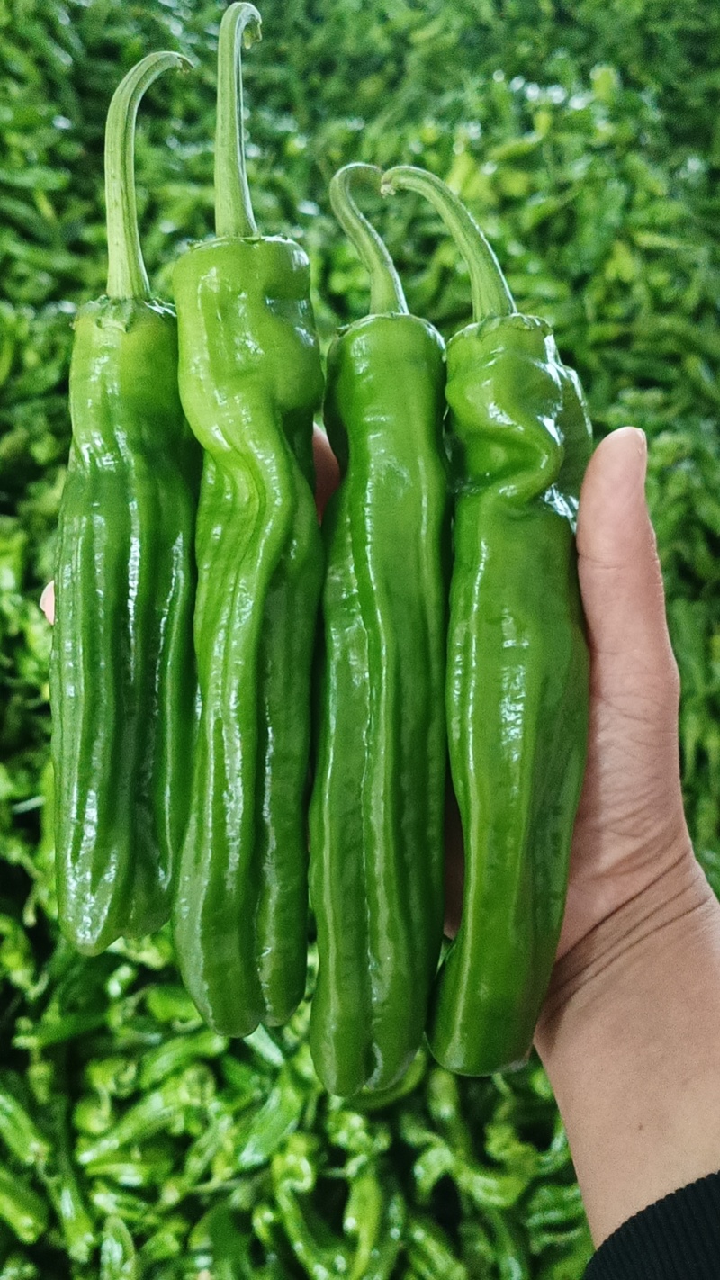 薄皮椒(芜湖椒)皮薄鲜亮产地直供一手货源代收代发