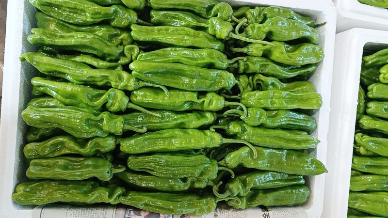薄皮椒(芜湖椒)皮薄鲜亮产地直供一手货源代收代发