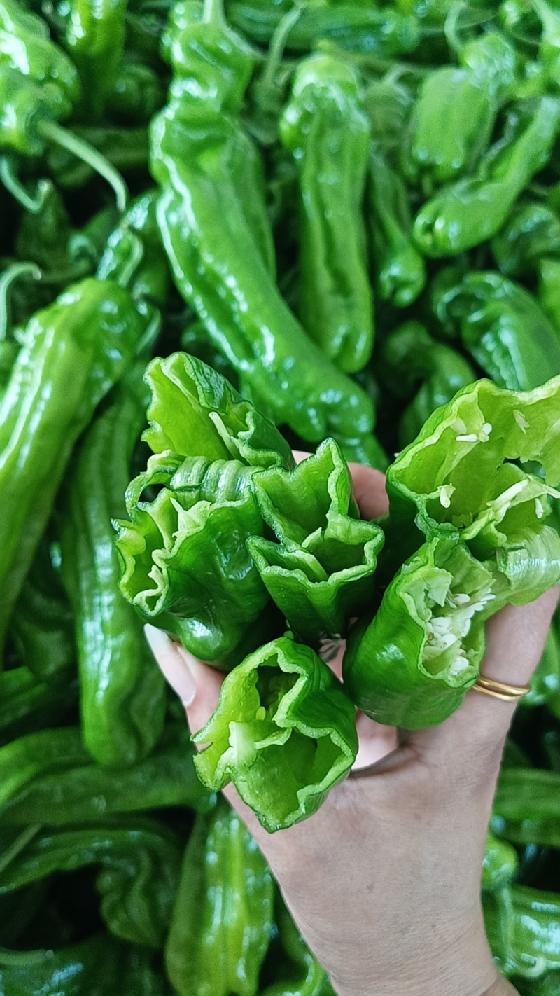 薄皮椒(芜湖椒)皮薄鲜亮产地直供一手货源代收代发
