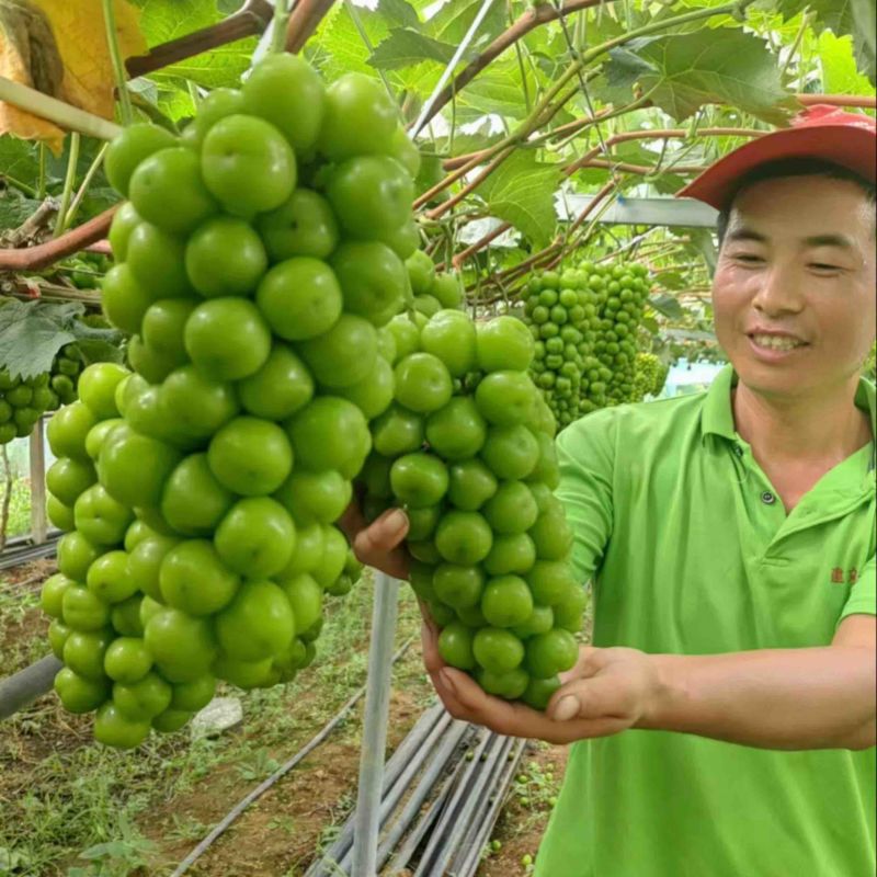 阳光玫瑰葡萄量大货源充足