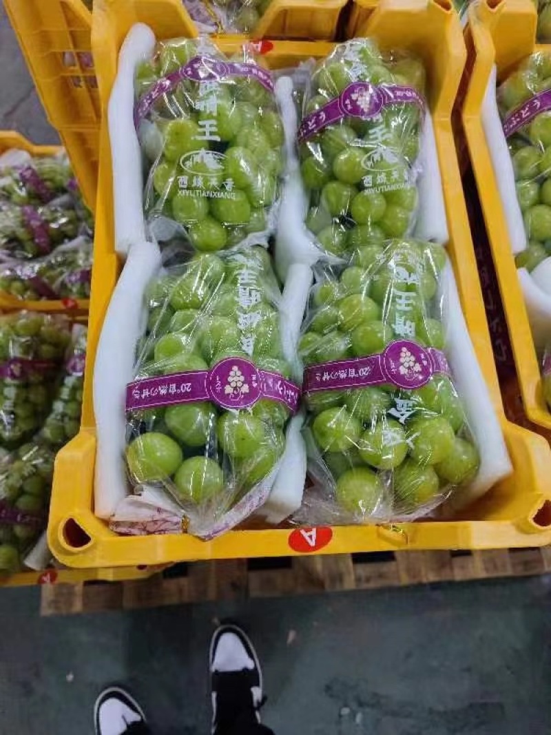 阳光玫瑰葡萄量大货源充足