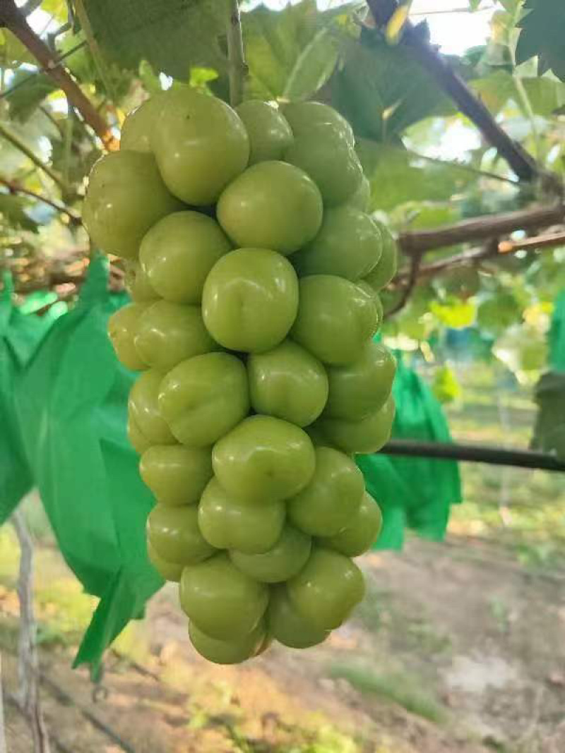 阳光玫瑰葡萄量大货源充足