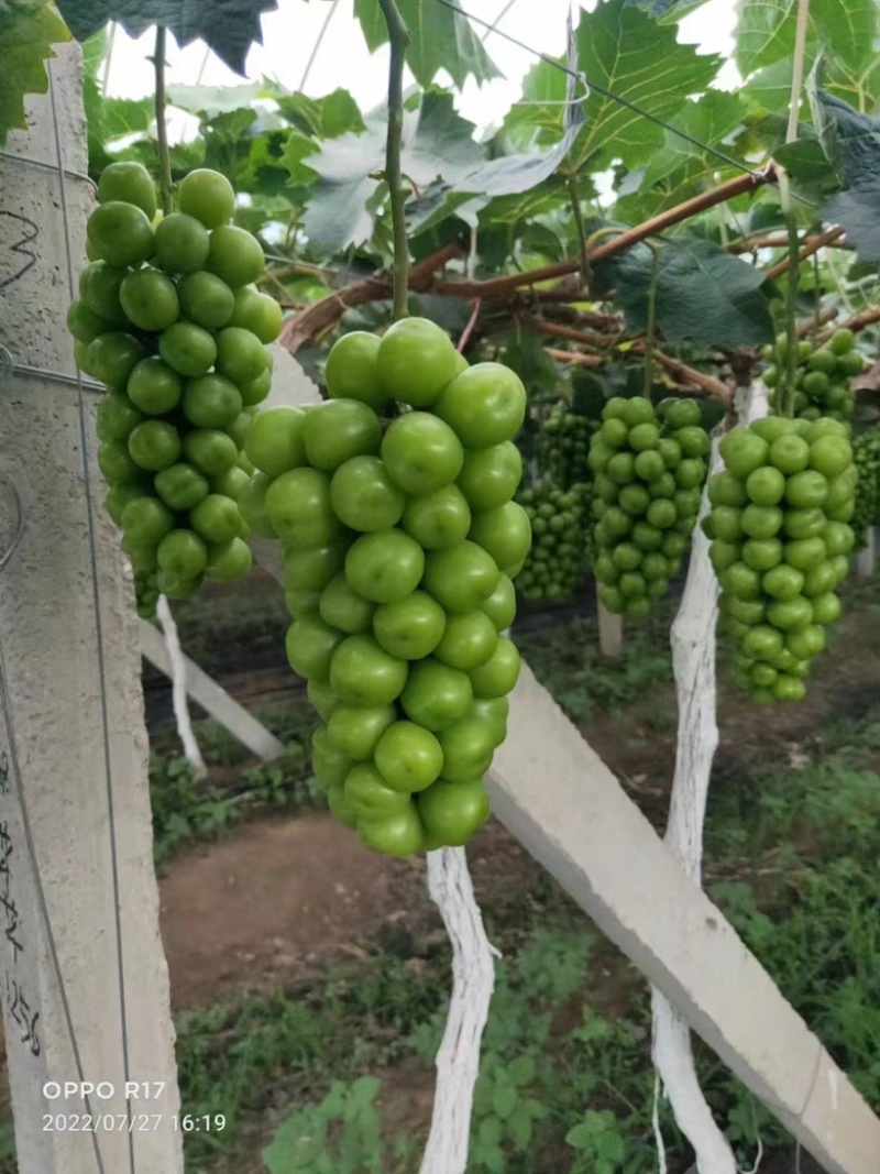 阳光玫瑰葡萄量大货源充足