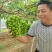 阳光玫瑰葡萄量大货源充足