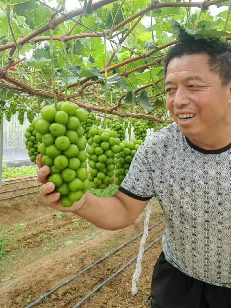 阳光玫瑰葡萄量大货源充足
