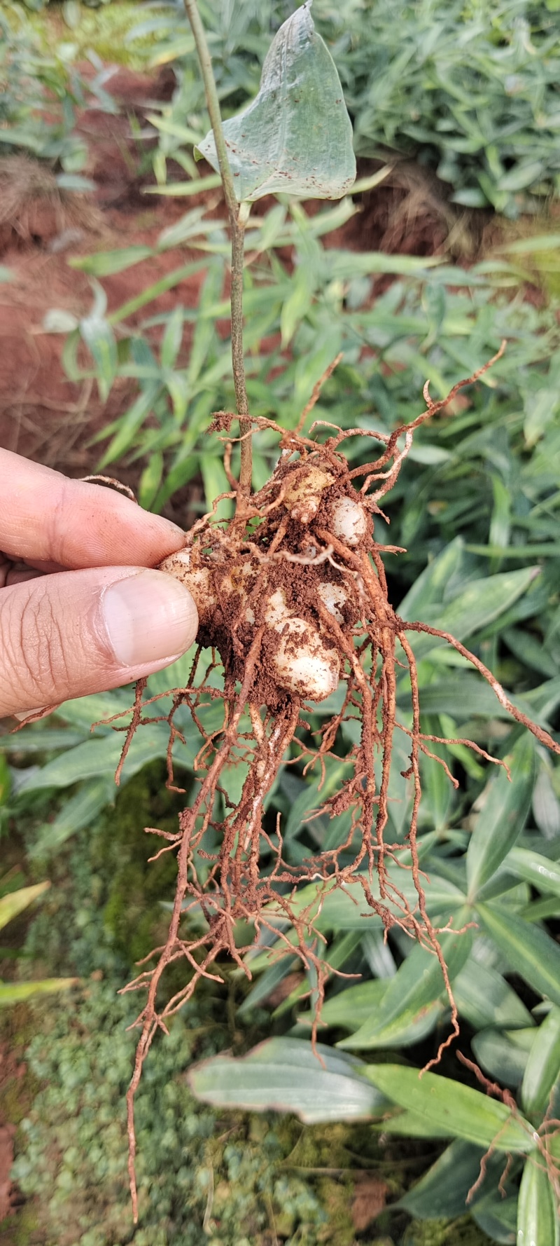 云南昆明滇黄精种苗基地，品质保证，基地直供