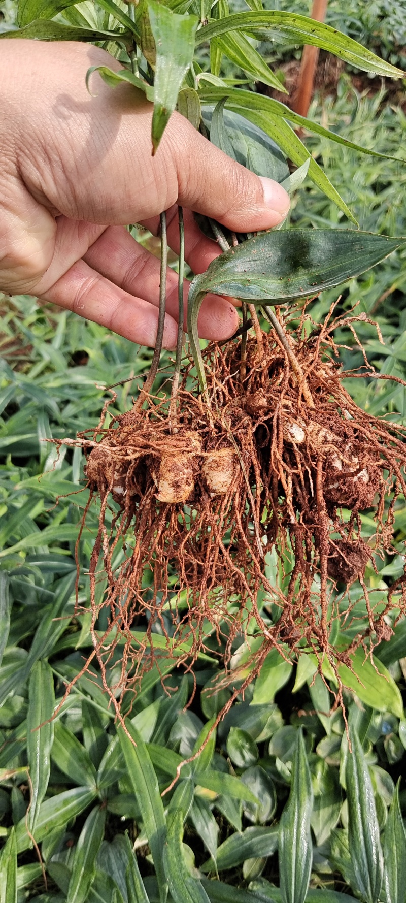 云南昆明滇黄精种苗基地，品质保证，基地直供