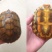 巴西龟仔中华草龟仔、台湾草龟仔